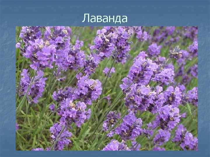 Лаванда 