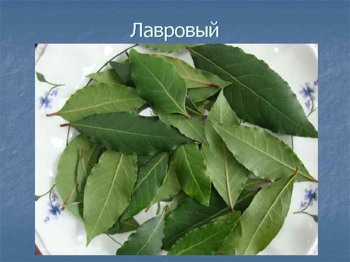 Лавровый 