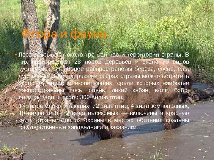 Флора и фауна. § Леса покрывают около третьей части территории страны. В них произрастают