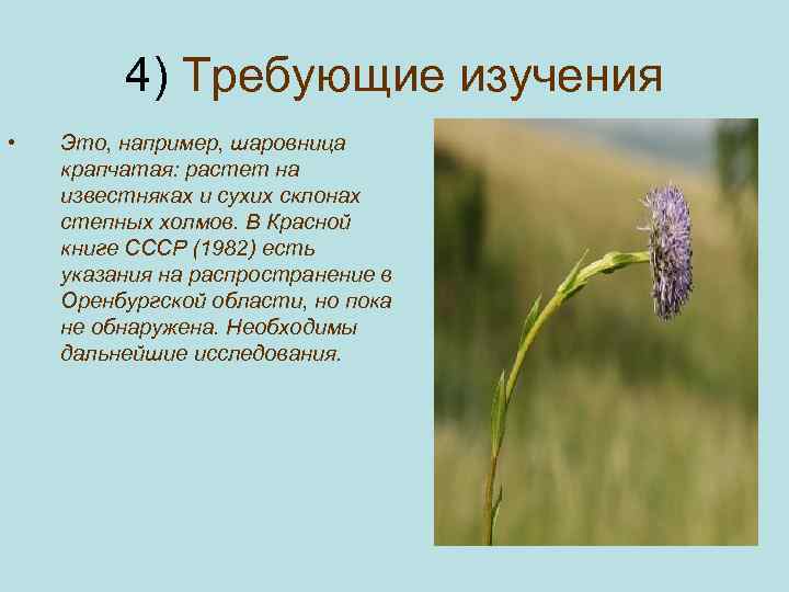 4) Требующие изучения • Это, например, шаровница крапчатая: растет на известняках и сухих склонах