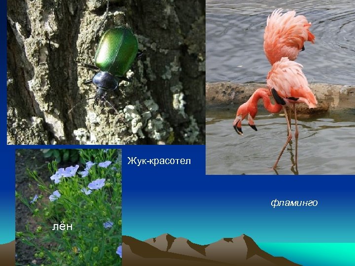 Жук-красотел фламинго лён 