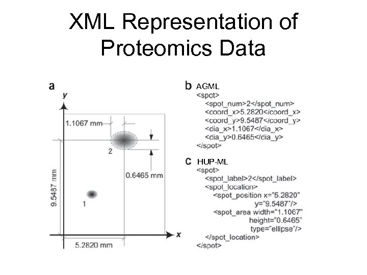 XML Representation of Proteomics Data AGML HUP-ML 