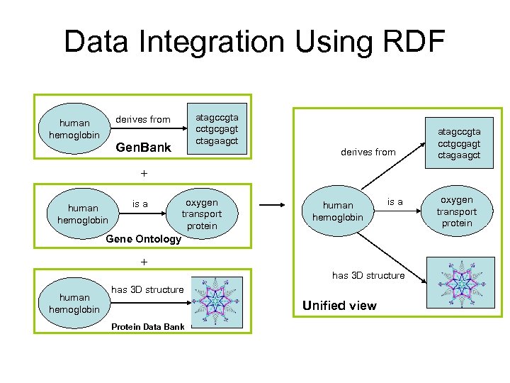 Data Integration Using RDF atagccgta cctgcgagt ctagaagct derives from human hemoglobin Gen. Bank derives