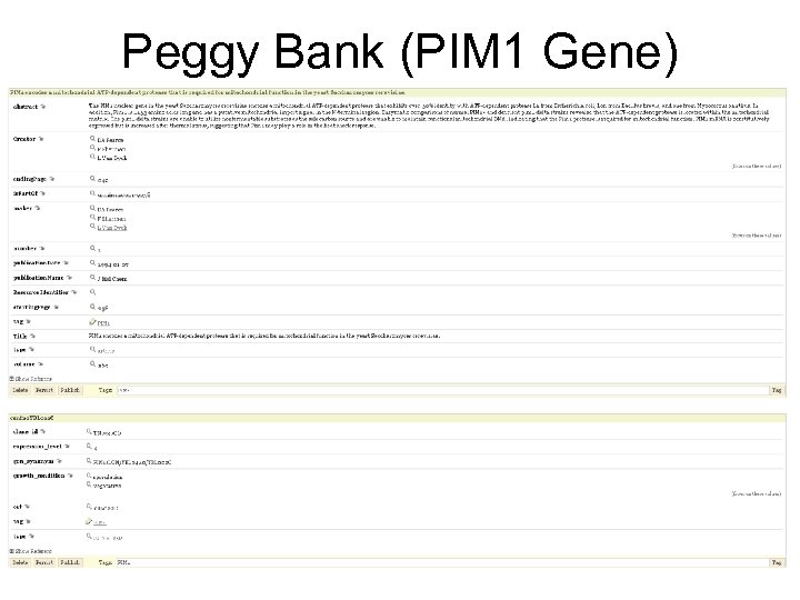Peggy Bank (PIM 1 Gene) 