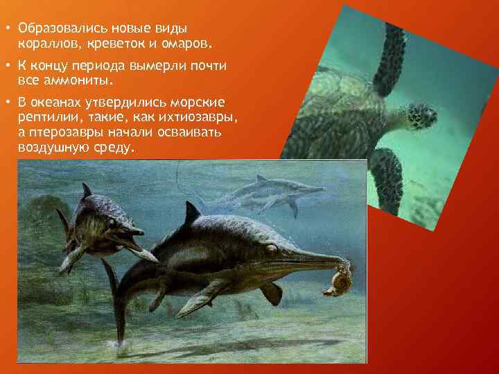  • Образовались новые виды кораллов, креветок и омаров. • К концу периода вымерли