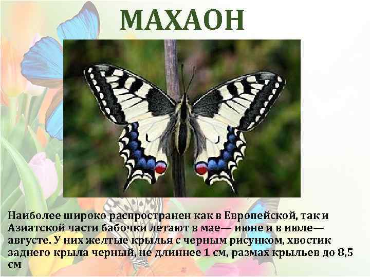 МАХАОН Наиболее широко распространен как в Европейской, так и Азиатской части бабочки летают в