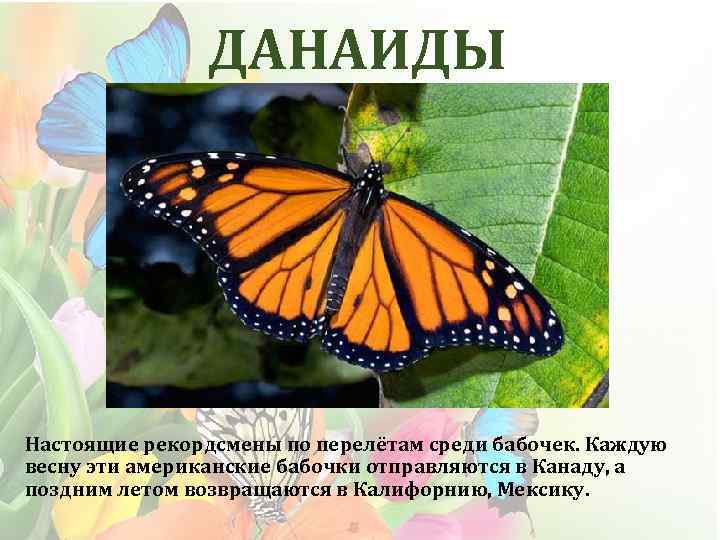 План сообщения или важные сведения о бабочках