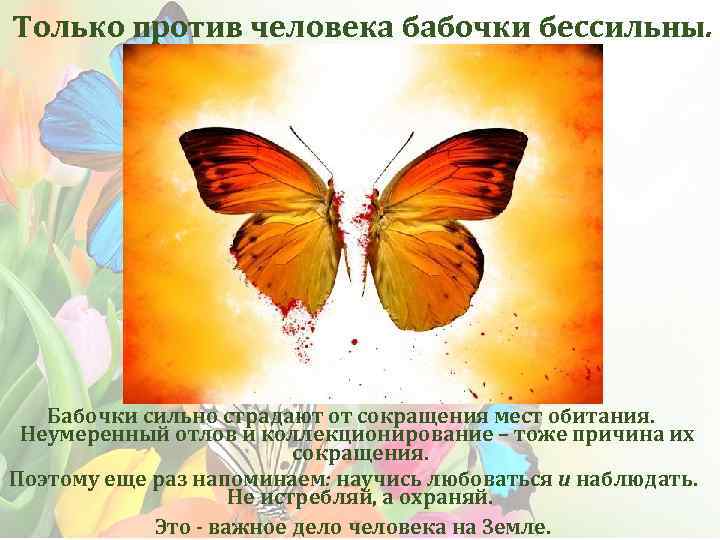 Только против человека бабочки бессильны. Бабочки сильно страдают от сокращения мест обитания. Неумеренный отлов