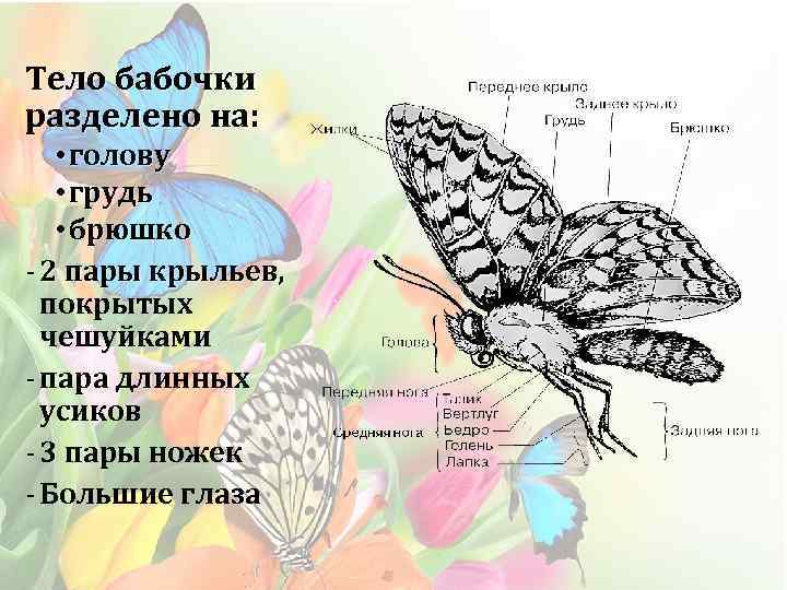 Тело бабочки разделено на: • голову • грудь • брюшко - 2 пары крыльев,