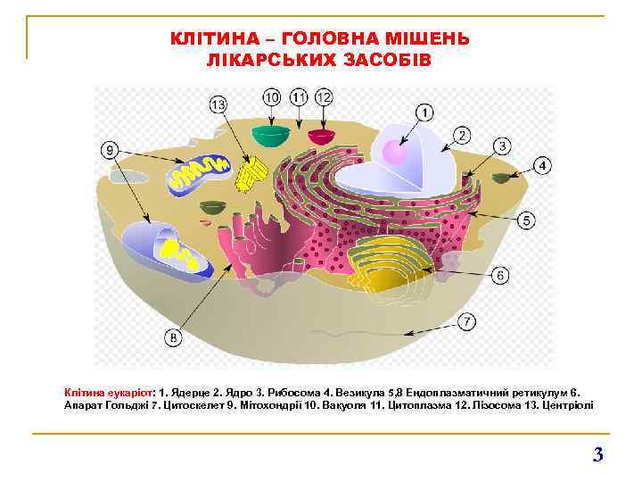КЛІТИНА – ГОЛОВНА МІШЕНЬ ЛІКАРСЬКИХ ЗАСОБІВ Клітина еукаріот: 1. Ядерце 2. Ядро 3. Рибосома