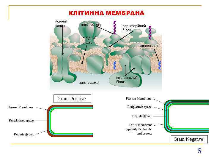 КЛІТИННА МЕМБРАНА йонний канал глікопротеін периферійний білок ліпідний бішар цитоплазма холестерин інтегральний білок 5