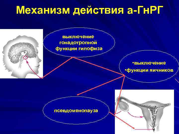 Механизм действия а-Гн. РГ выключение гонадотропной функции гипофиза • выключение • функции яичников псевдоменопауза