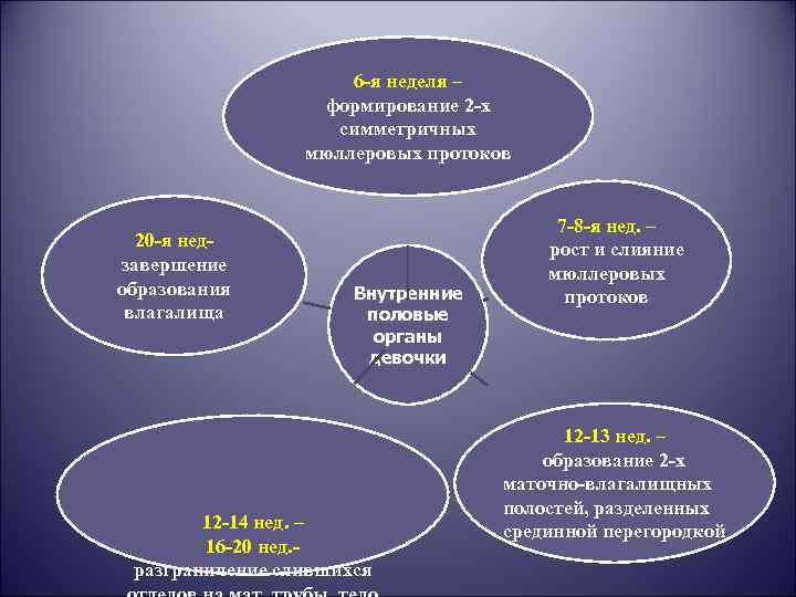 6 -я неделя – формирование 2 -х симметричных мюллеровых протоков 20 -я нед- завершение