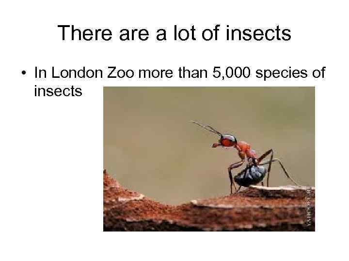 There a lot of insects • In London Zoo more than 5, 000 species