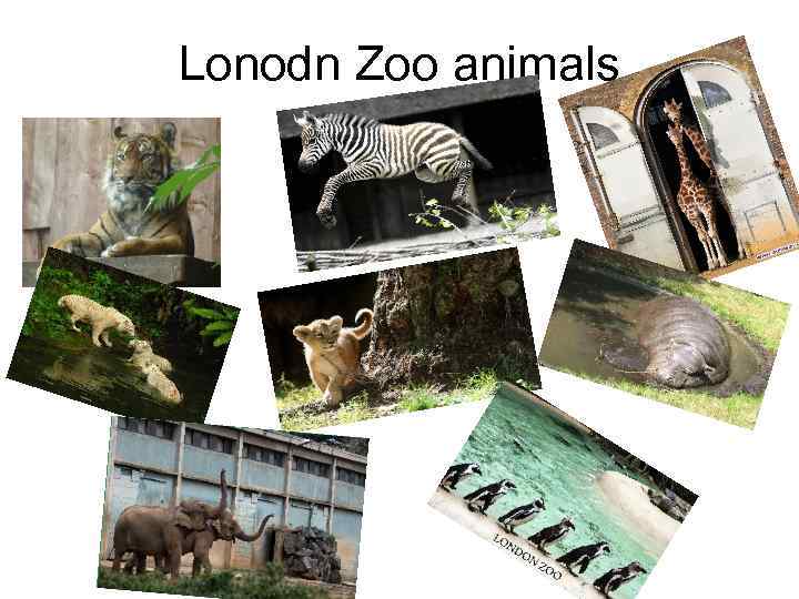Lonodn Zoo animals 