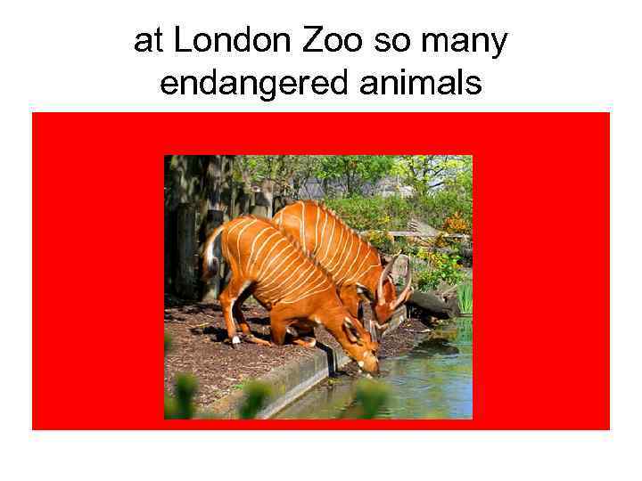 at London Zoo so many endangered animals 