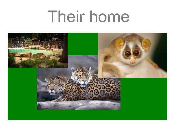 Their home 