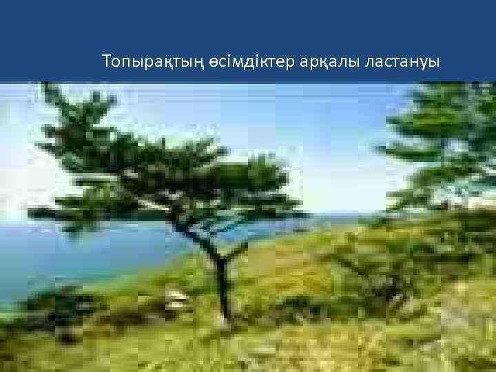 Топырақтың өсімдіктер арқалы ластануы 