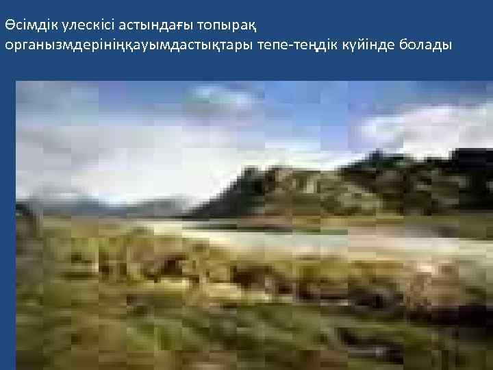 Өсімдік улескісі астындағы топырақ органызмдерініңқауымдастықтары тепе-теңдік күйінде болады 