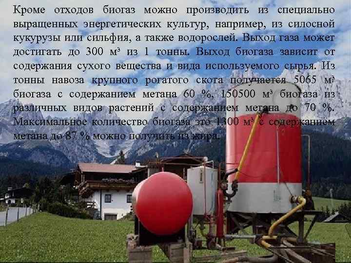 Кроме отходов биогаз можно производить из специально выращенных энергетических культур, например, из силосной кукурузы