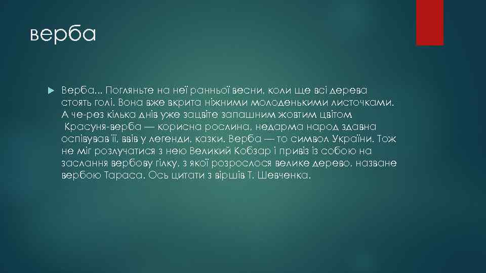 верба Верба. . . Погляньте на неї ранньої весни, коли ще всі дерева стоять