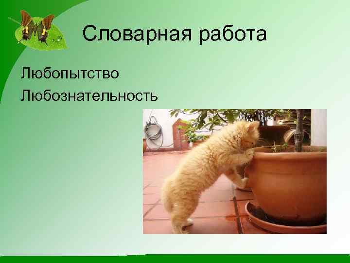 Словарная работа Любопытство Любознательность 