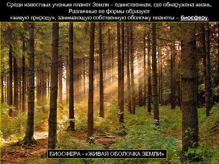 Среди известных ученым планет Земля – единственная, где обнаружена жизнь. Различные ее формы образуют