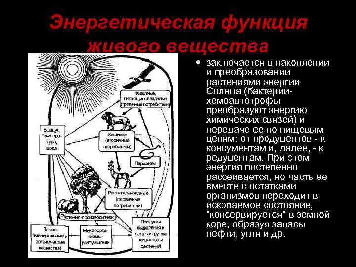 Энергетическая функция живого вещества заключается в накоплении и преобразовании растениями энергии Солнца (бактериихемоавтотрофы преобразуют