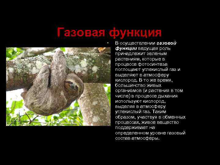 Газовая функция • В осуществлении газовой функции ведущая роль принадлежит зеленым растениям, которые в