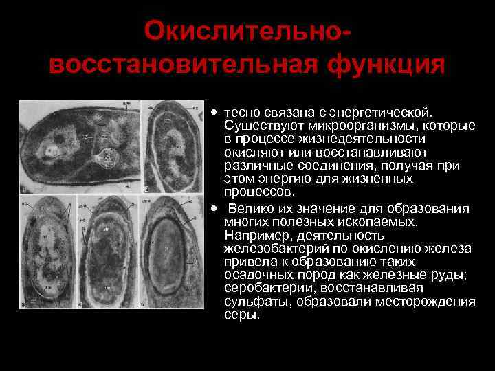 Окислительновосстановительная функция тесно связана с энергетической. Существуют микроорганизмы, которые в процессе жизнедеятельности окисляют или