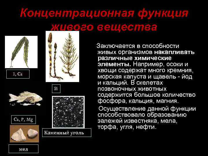 Концентрационная функция живого вещества I, Ca Si Ca, P, Mg Каменный уголь мел Заключается