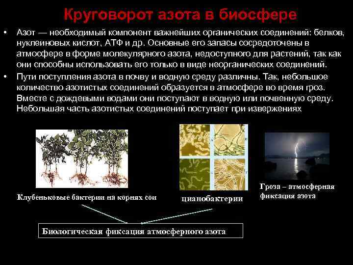 Круговорот азота в биосфере • • Азот — необходимый компонент важнейших органических соединений: белков,