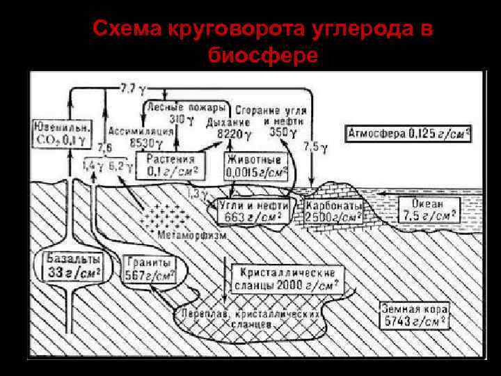Схема круговорота углерода в биосфере 