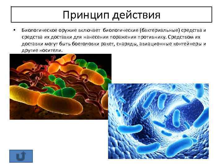 Принцип действия • Биологическое оружие включает биологические (бактериальные) средства их доставки для нанесения поражения