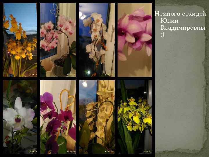 Немного орхидей Юлии Владимировны ; ) 