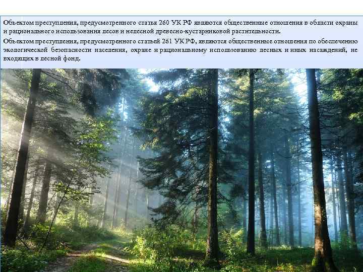 Объектом преступления, предусмотренного статья 260 УК РФ являются общественные отношения в области охраны и