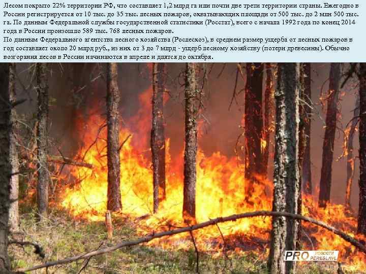 Лесом покрыто 22% территории РФ, что составляет 1, 2 млрд га или почти две