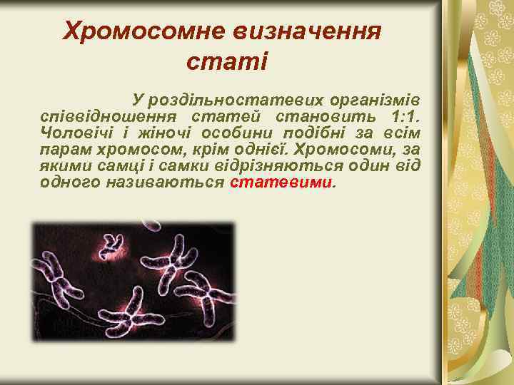 Хромосомне визначення статі У роздільностатевих організмів співвідношення статей становить 1: 1. Чоловічі і жіночі