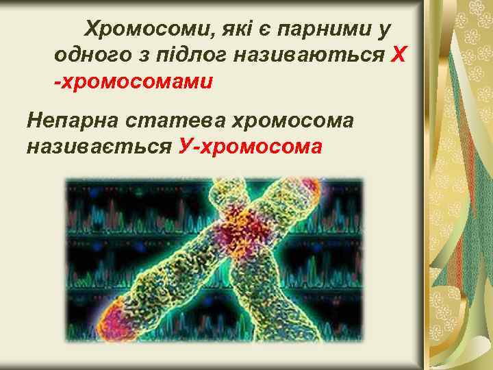 Хромосоми, які є парними у одного з підлог називаються Х -хромосомами Непарна статева хромосома