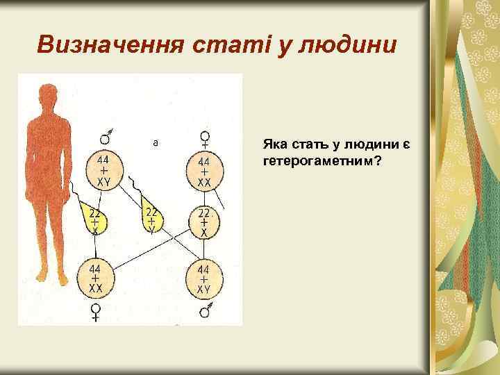 Визначення статі у людини Яка стать у людини є гетерогаметним? 