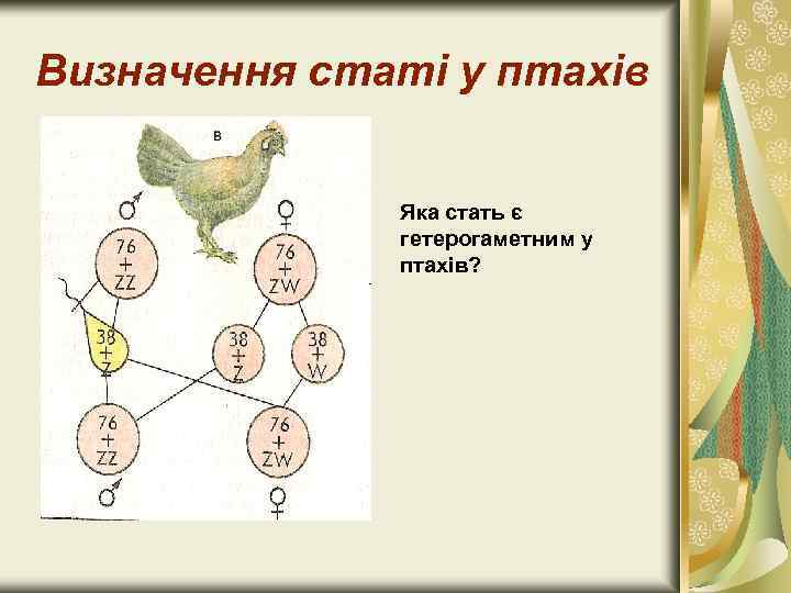 Визначення статі у птахів Яка стать є гетерогаметним у птахів? 