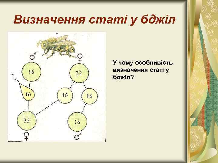 Визначення статі у бджіл У чому особливість визначення статі у бджіл? 