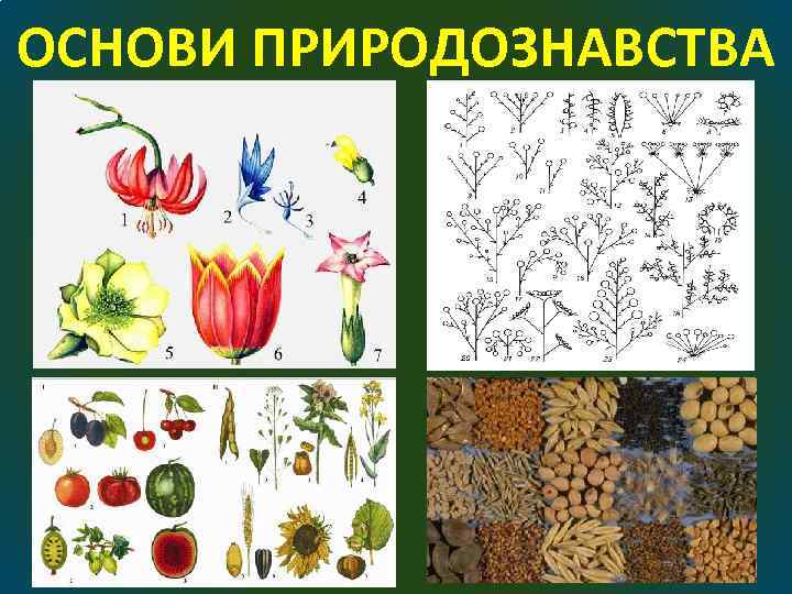 ОСНОВИ ПРИРОДОЗНАВСТВА 