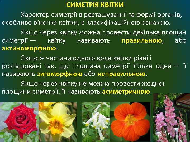 СИМЕТРІЯ КВІТКИ Характер симетрії в розташуванні та формі органів, особливо віночка квітки, є класифікаційною