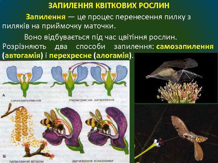 ЗАПИЛЕННЯ КВІТКОВИХ РОСЛИН Запилення — це процес перенесення пилку з пиляків на приймочку маточки.