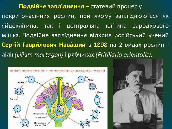 Подвійне запліднення – статевий процес у покритонасінних рослин, при якому запліднюються як яйцеклітина, так