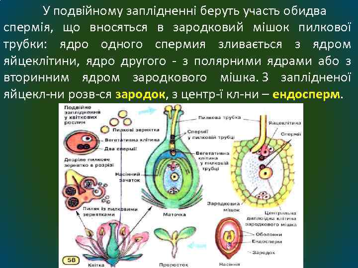  У подвійному заплідненні беруть участь обидва спермія, що вносяться в зародковий мішок пилкової