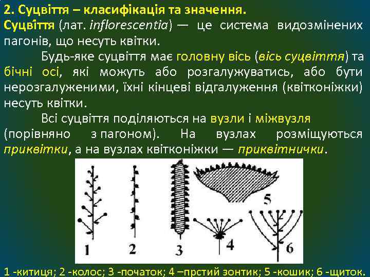 2. Суцвіття – класифікація та значення. Суцві ття (лат. inflorescentia) — це система видозмінених