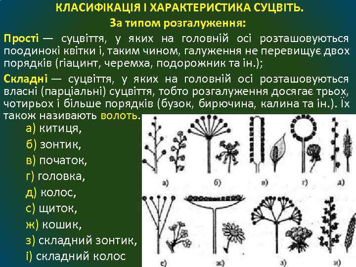 КЛАСИФІКАЦІЯ І ХАРАКТЕРИСТИКА СУЦВІТЬ. За типом розгалуження: Прості — суцвіття, у яких на головній