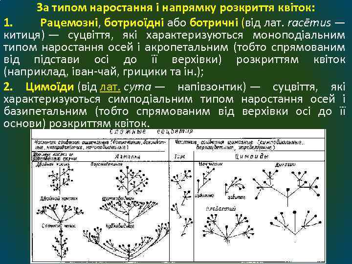 За типом наростання і напрямку розкриття квіток: 1. Рацемозні, ботриоїдні або ботричні (від лат.